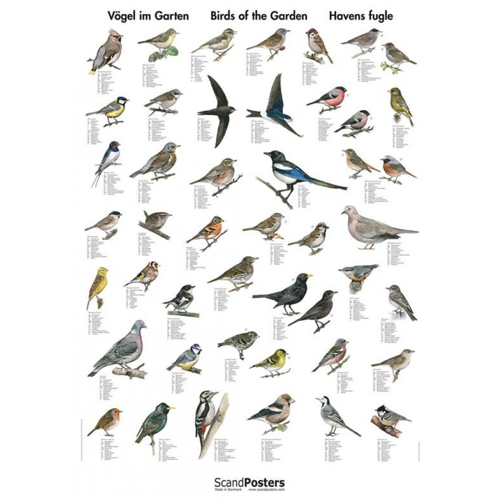 Naturplakat: Havens fugle