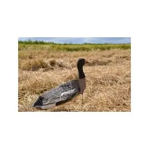 Sillosocks Grågås Vindpose Lokkefugl (vagt)