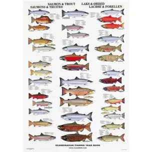 Naturplakat: Laks & Ørred