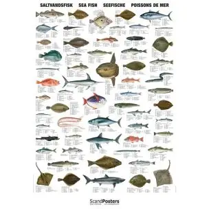 Naturplakat: Saltvandsfisk