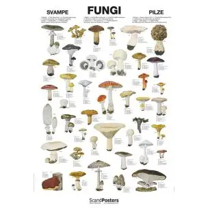 Naturplakat: Svampe