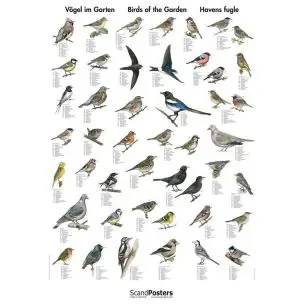 Naturplakat: Havens fugle