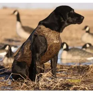 Avery Neoprenvest Til Din Jagthund